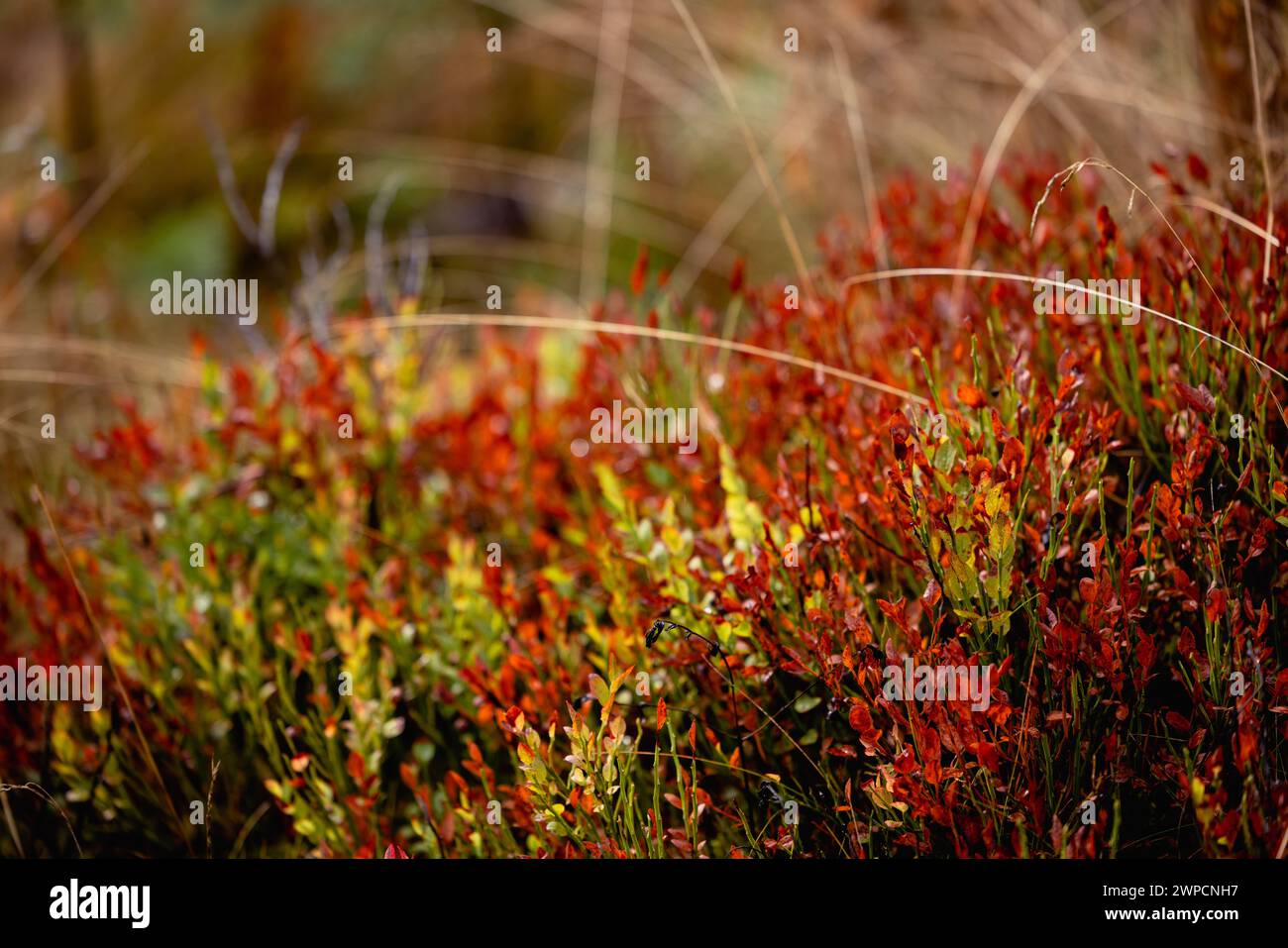 varied beautiful forest vegetation in daylight  Stock Photo