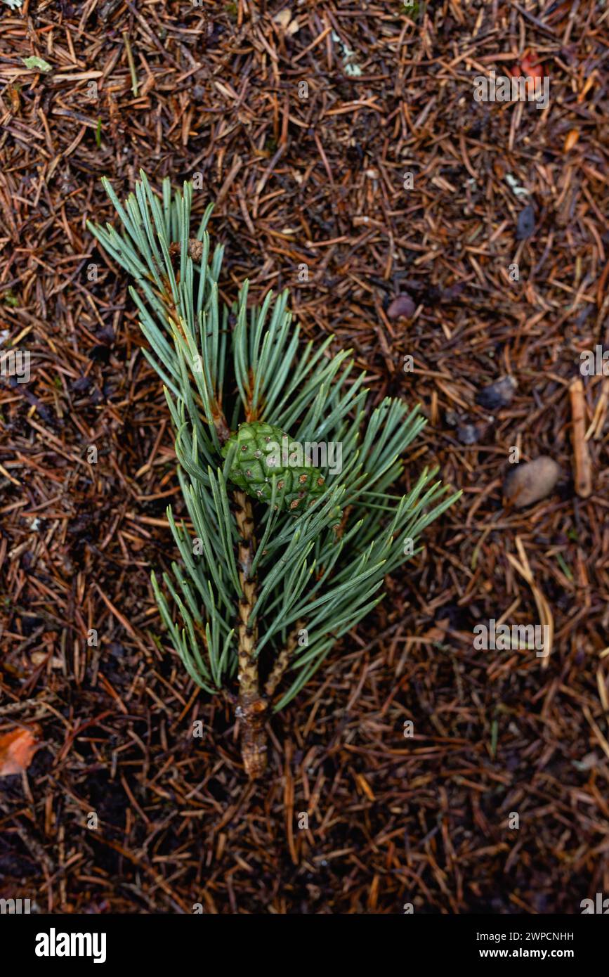 small pine tree in a green forest Stock Photo - Alamy