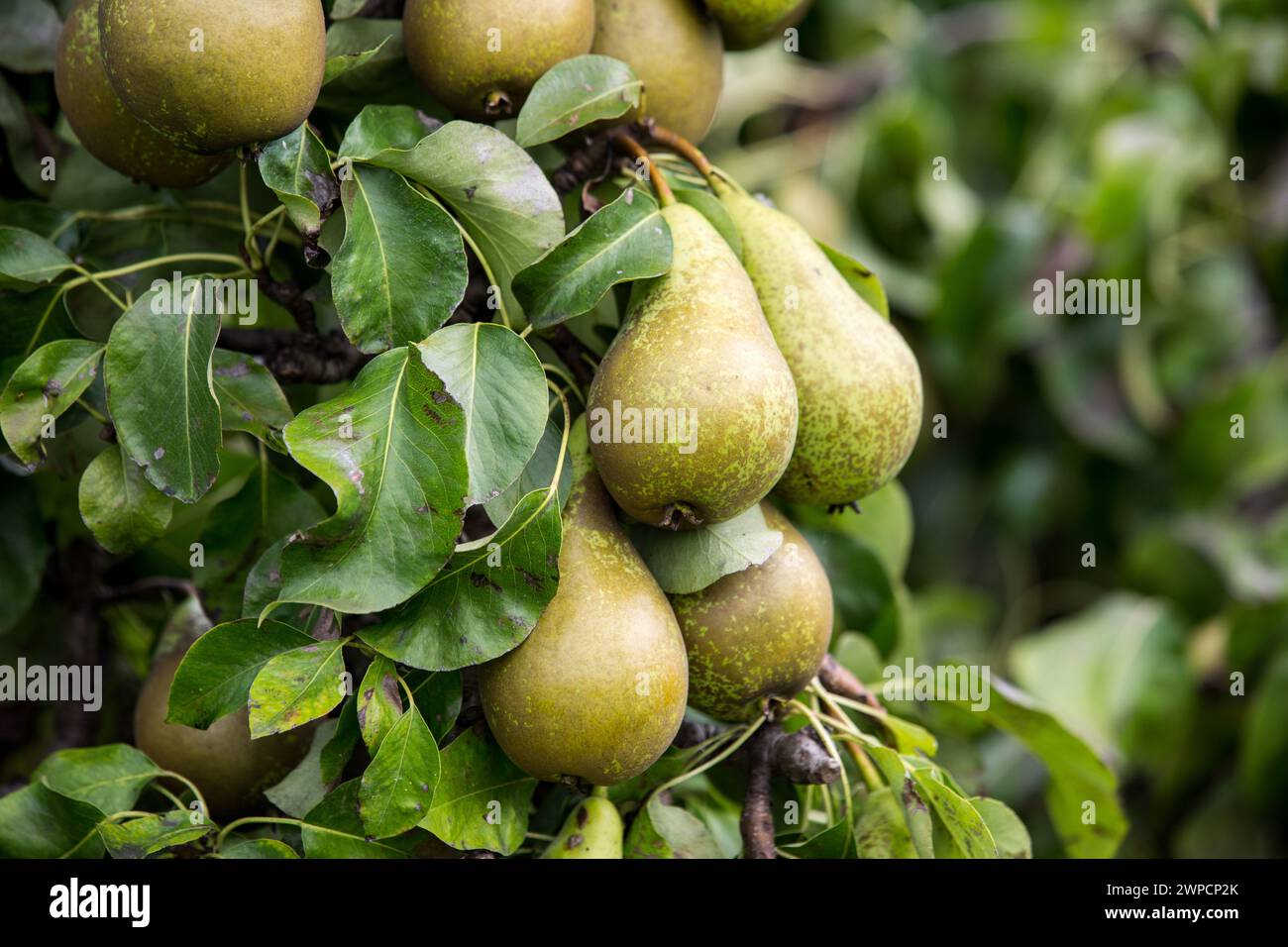 Pears are hanging on a tree in a pear orchard in Beveren. Belgium is