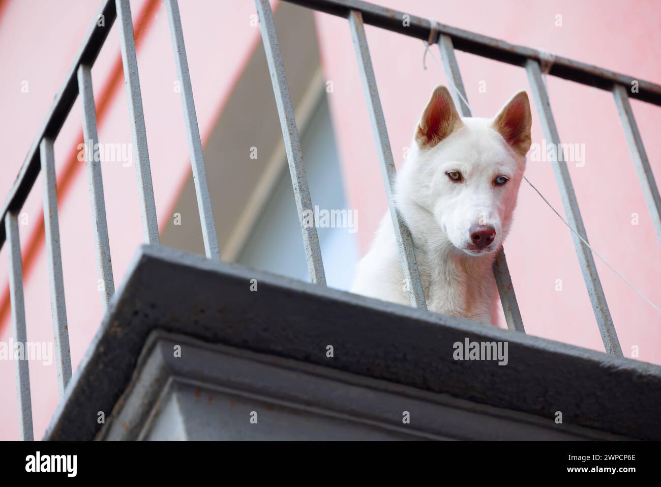 Do not leave dogs at home for a long time. Dog life matters. Dog