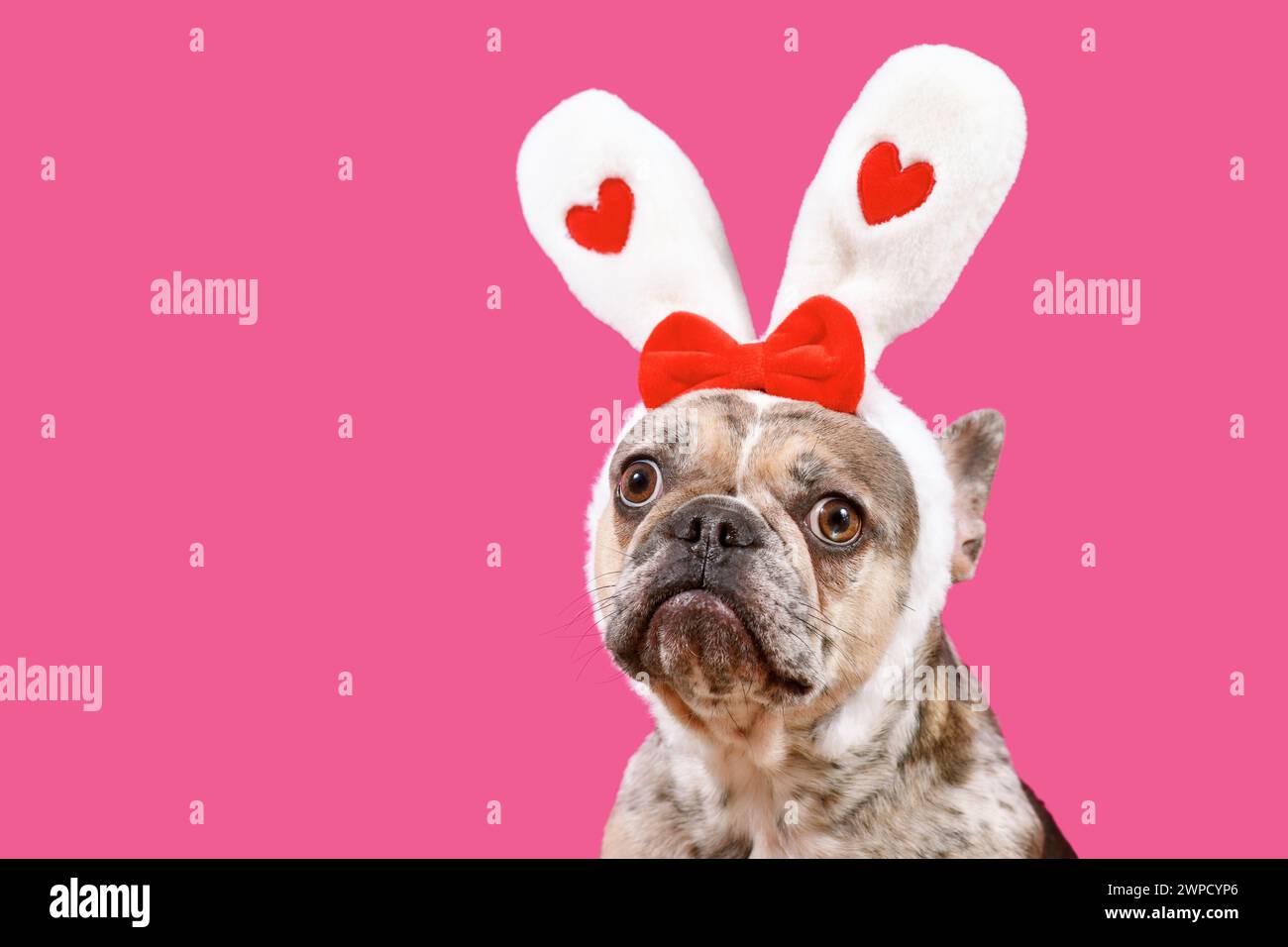 Funny merle French Bulldog dog wearing Easter bunny ear headband with hearts on pink background with copy space Stock Photo