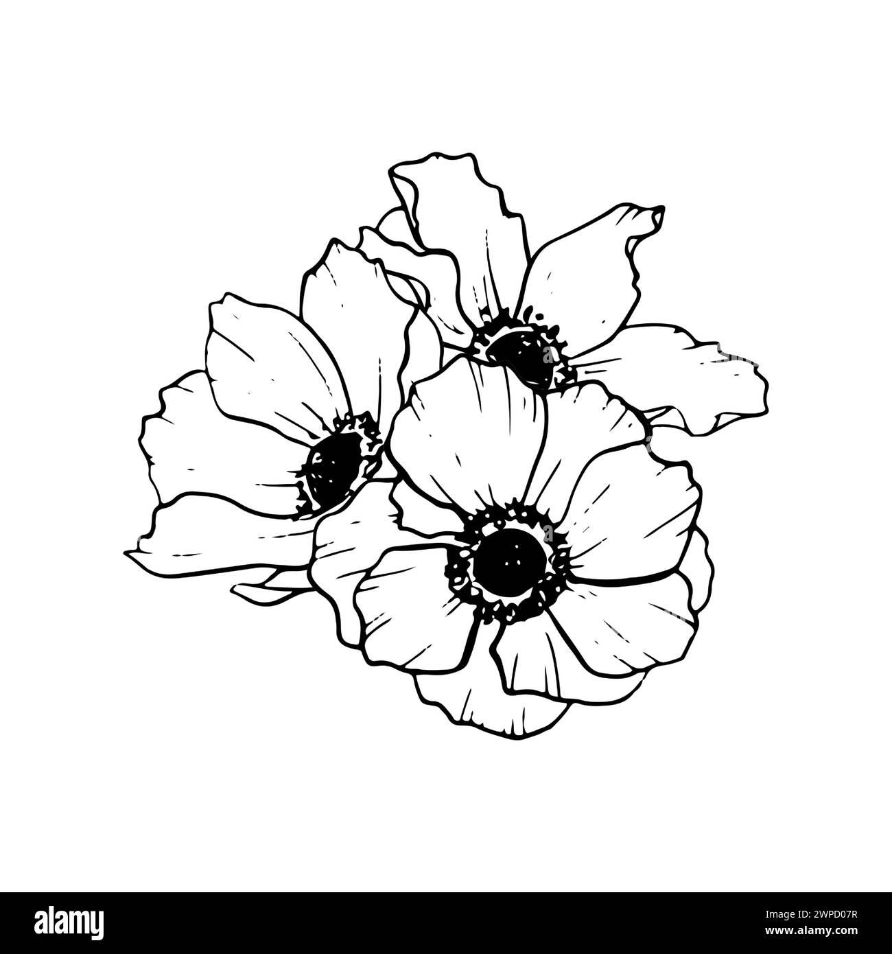 Anemones poppy flowers bouquet in black and white Stock Vector