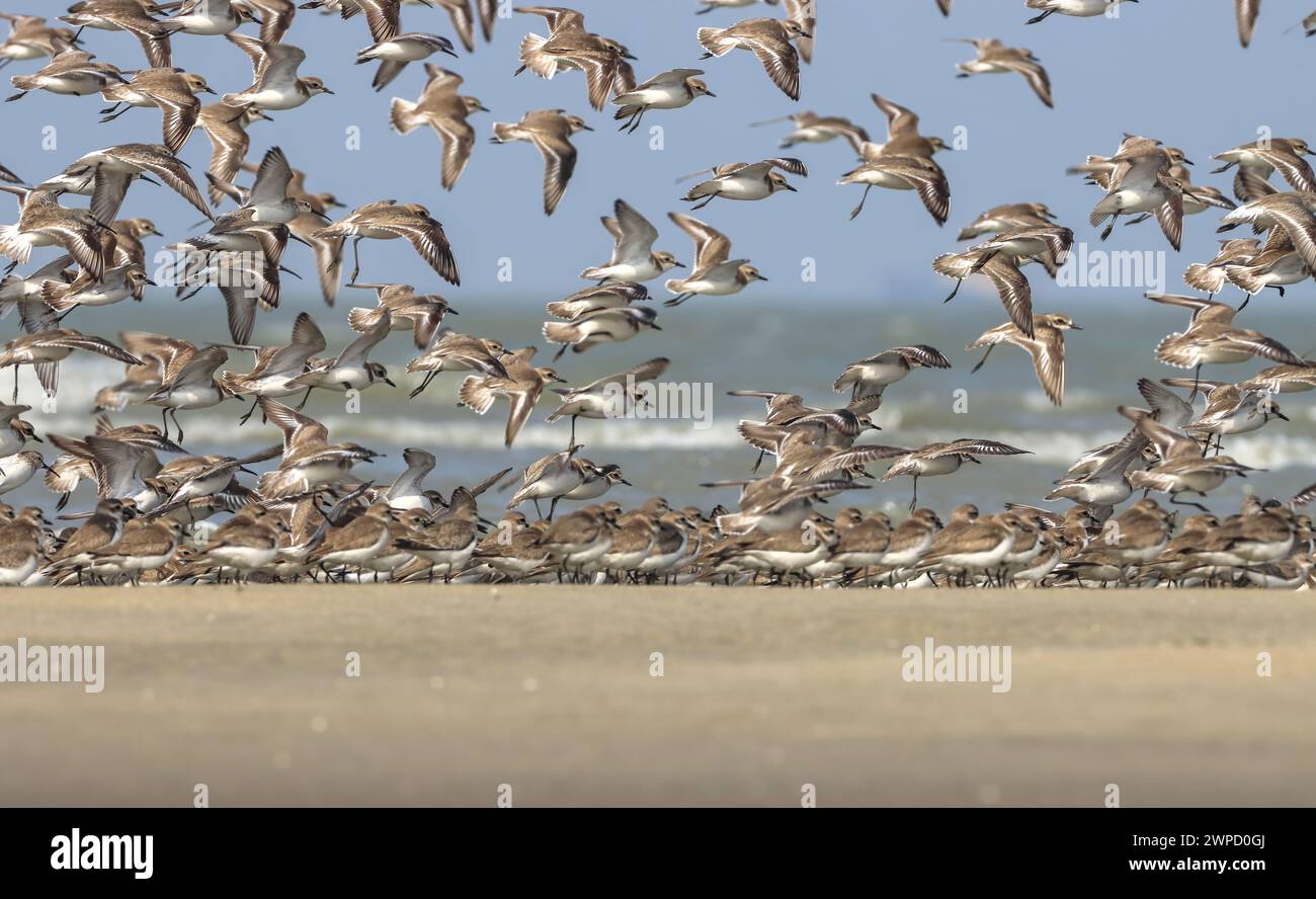 Mixed flock of shorebirds.this photo was taken from Bangladesh. Stock Photo
