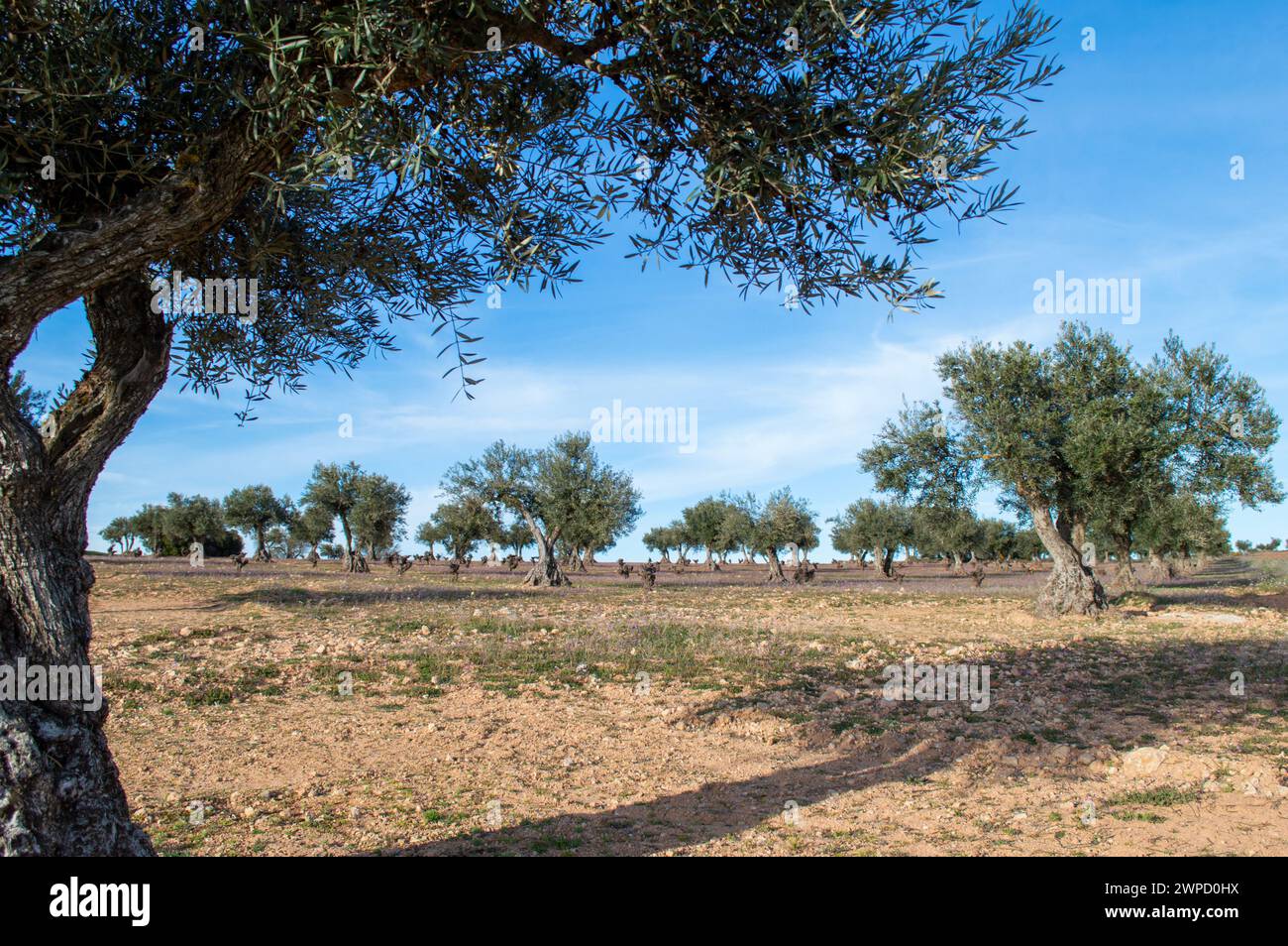 Olive grove landscape with ancient olive trees in Spain Stock Photo