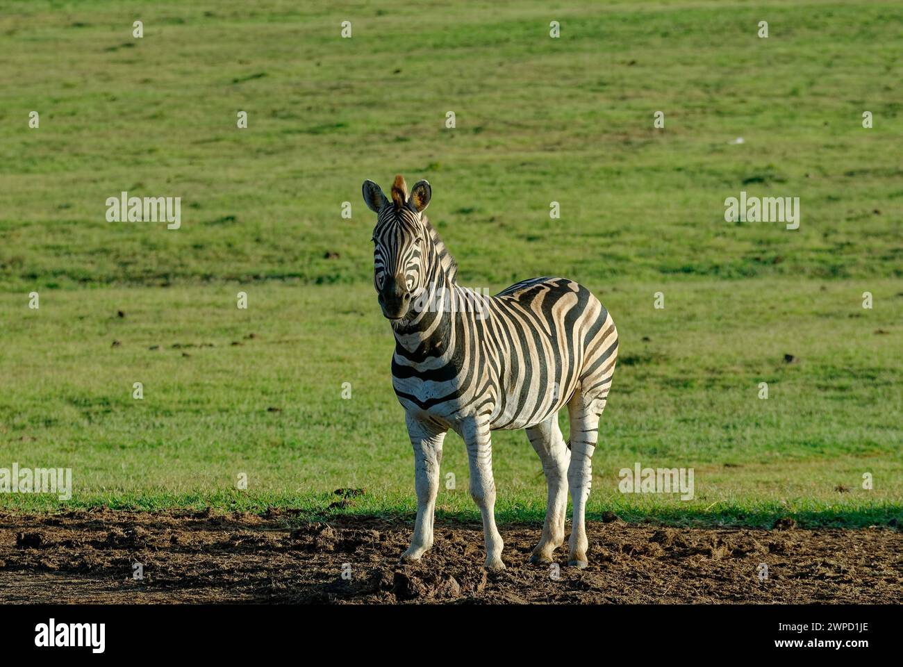 African zebras hi-res stock photography and images - Alamy