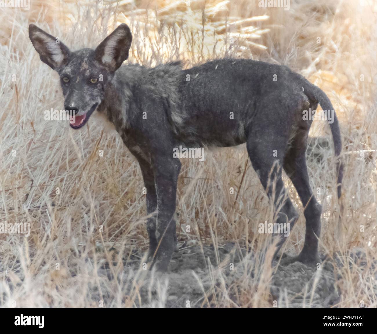È un coyote o una volpe? [Parco Nazionale di Yellowstone] : r/animalid, image size:1300x1152