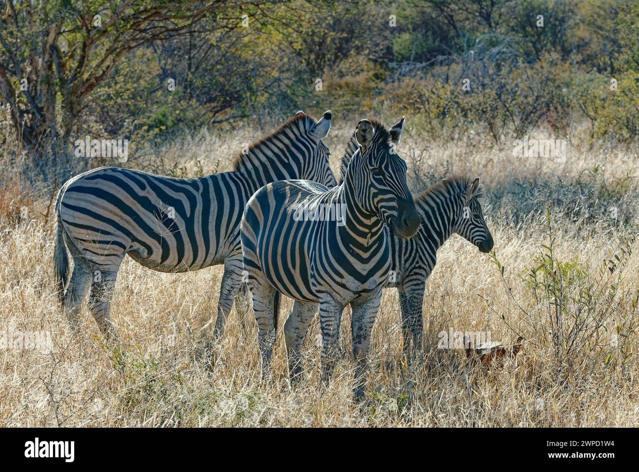 Zebra - a young trio of Zebras standing in a brown grassy field Stock Photo