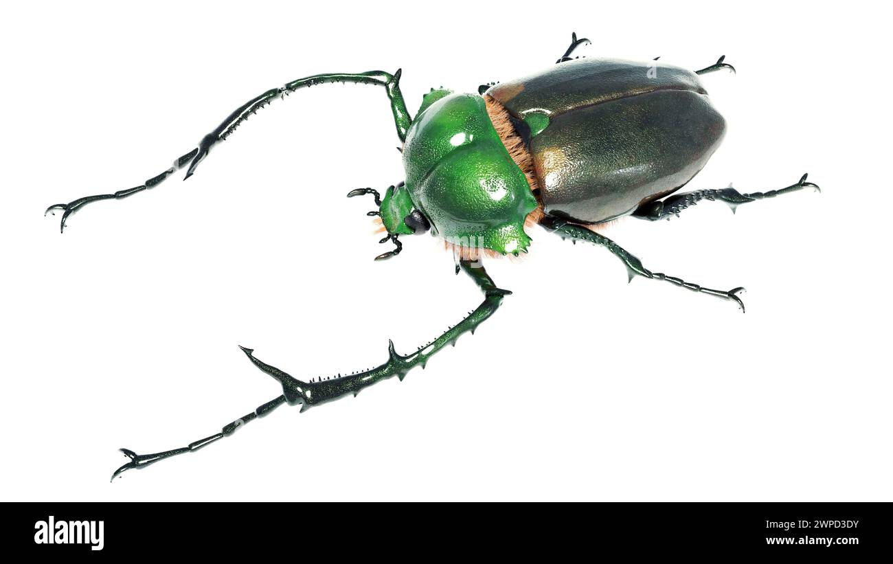 Cheirotonus jansoni hi-res stock photography and images - Alamy