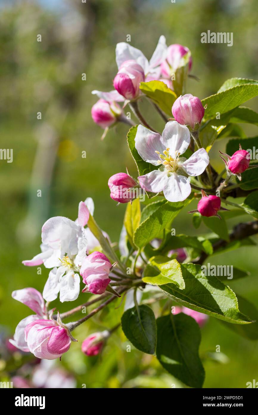Blüte von einem Apfelbaum malus in weiß und rosa, Sachsen, Deutschland ...