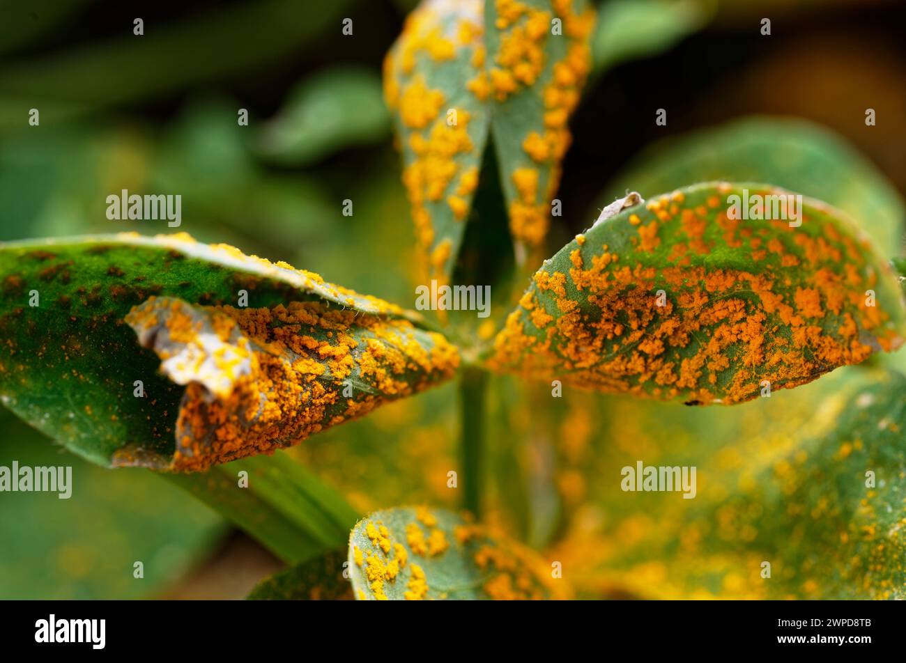 A member of the wood-sorrel family, Oxildaceae, this oxalis shows sign of oxalis rust, a Puccinia fungus. Stock Photo
