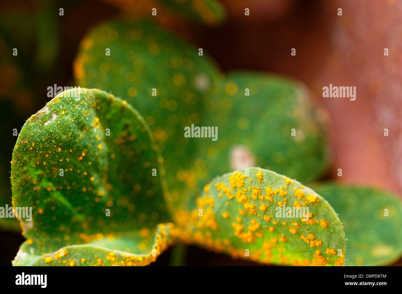 Oxalis rust affects the leaves of an oxalis plant, marking it with yellow spots Stock Photo