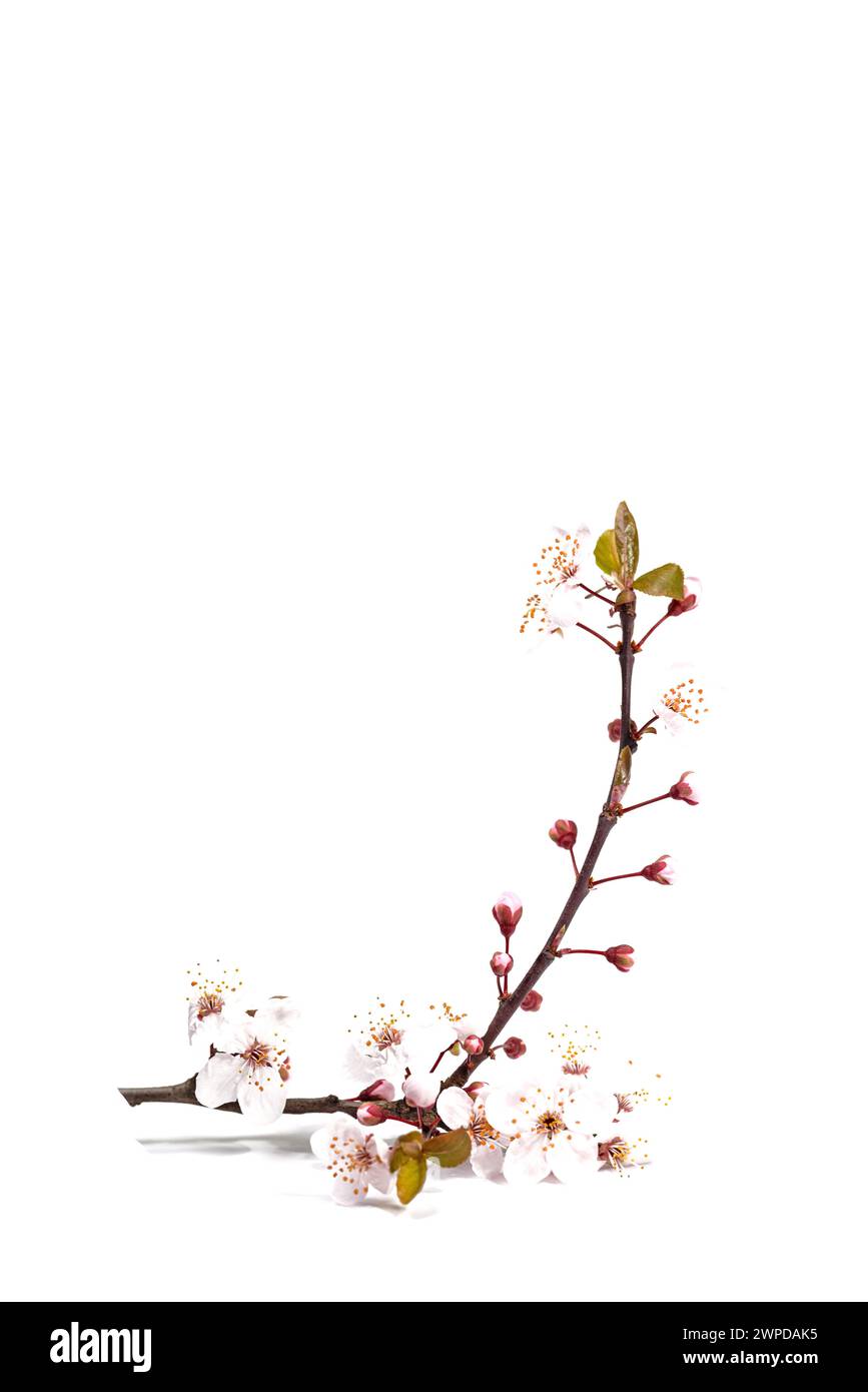 Blooming cherry plum against a white background Stock Photo