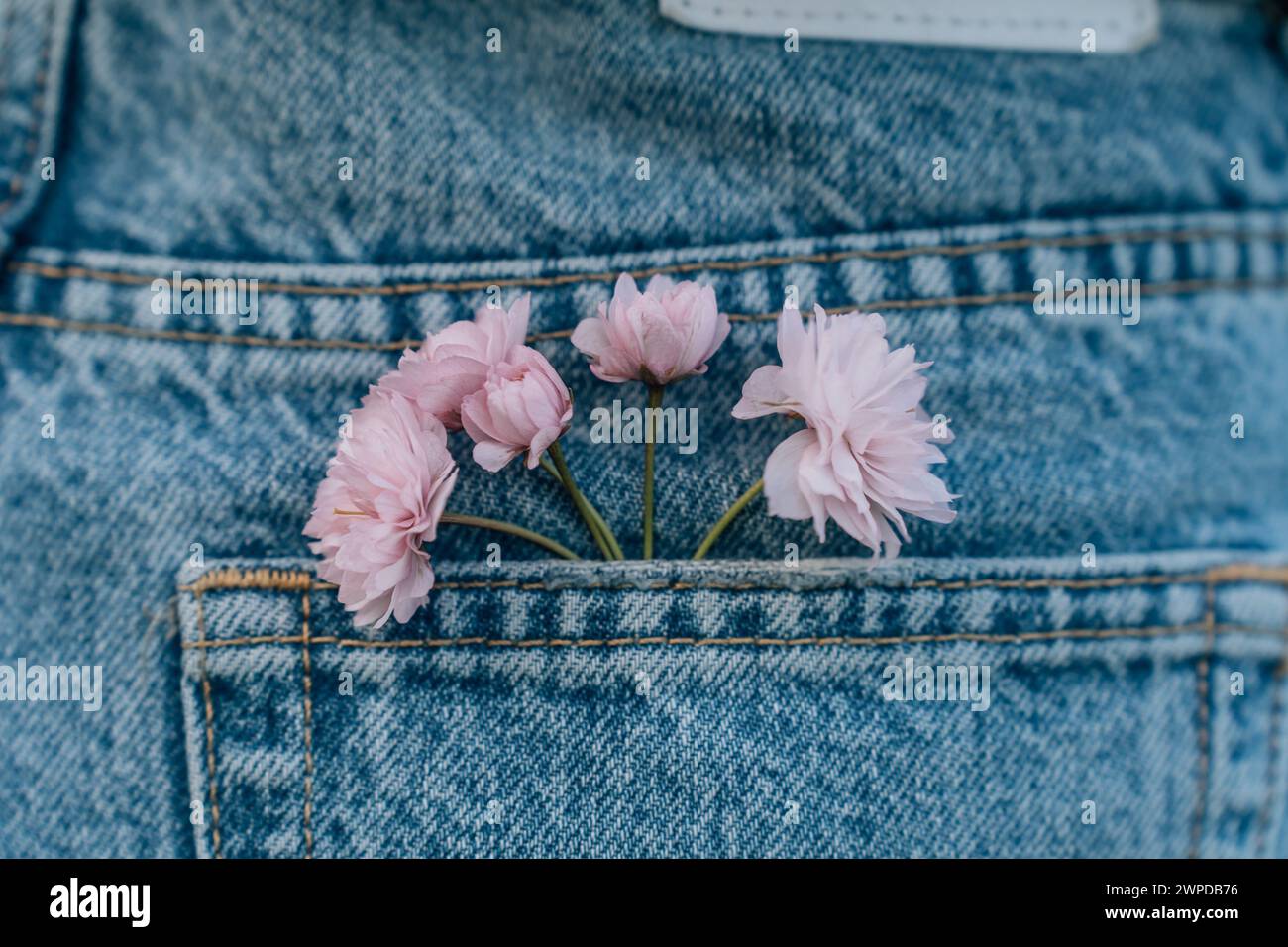 pink flowers in the pocket of blue jeans, close-up Stock Photo