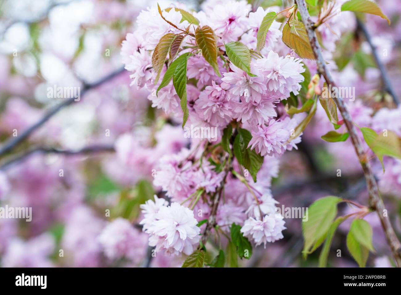 Beautiful soft pink spring Cherry blossom flowers and buds on the Prunus 'Kanzan' tree, a Japanese flowering Cherry tree Stock Photo