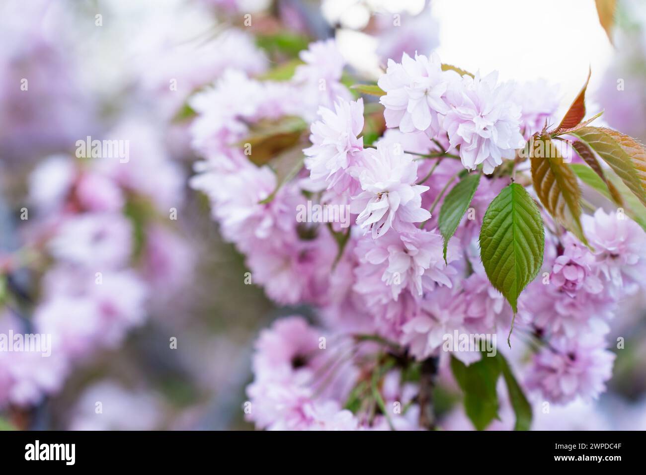 The most ornamental of the Japanese cherry blossoms Prunus serrulata Kanzan or Prunus lannesiana Kanzan, Japanese pink flowering cherry cultivar Stock Photo