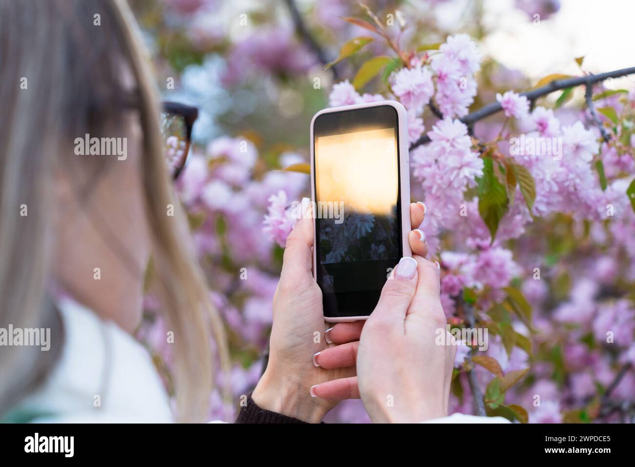 Close-up of woman taking photo of sakura flowers with mobile phone Stock Photo