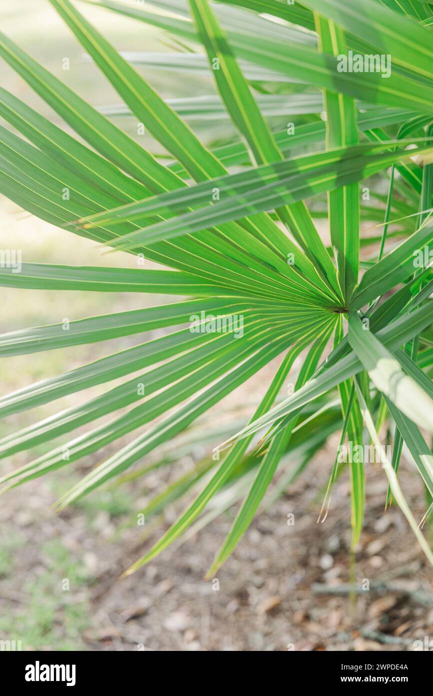 The palm tree leaves reaching the ground in a tropical setting Stock Photo