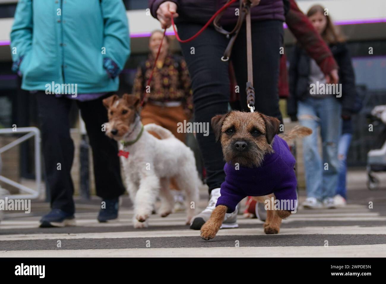 Dogs and owners arrive on the first day of the Crufts Dog Show at the