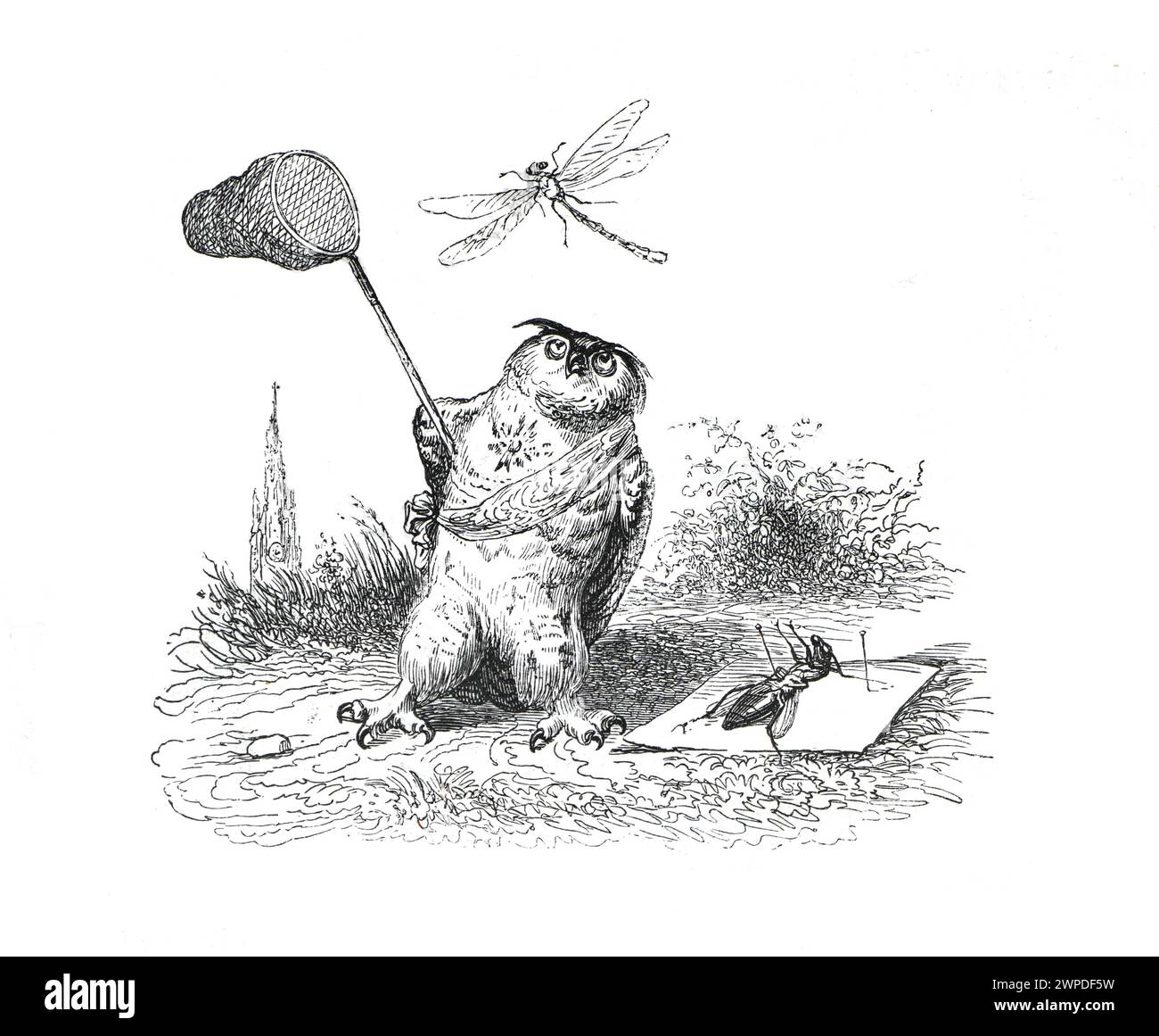Fishing owl Cut Out Stock Images & Pictures - Alamy