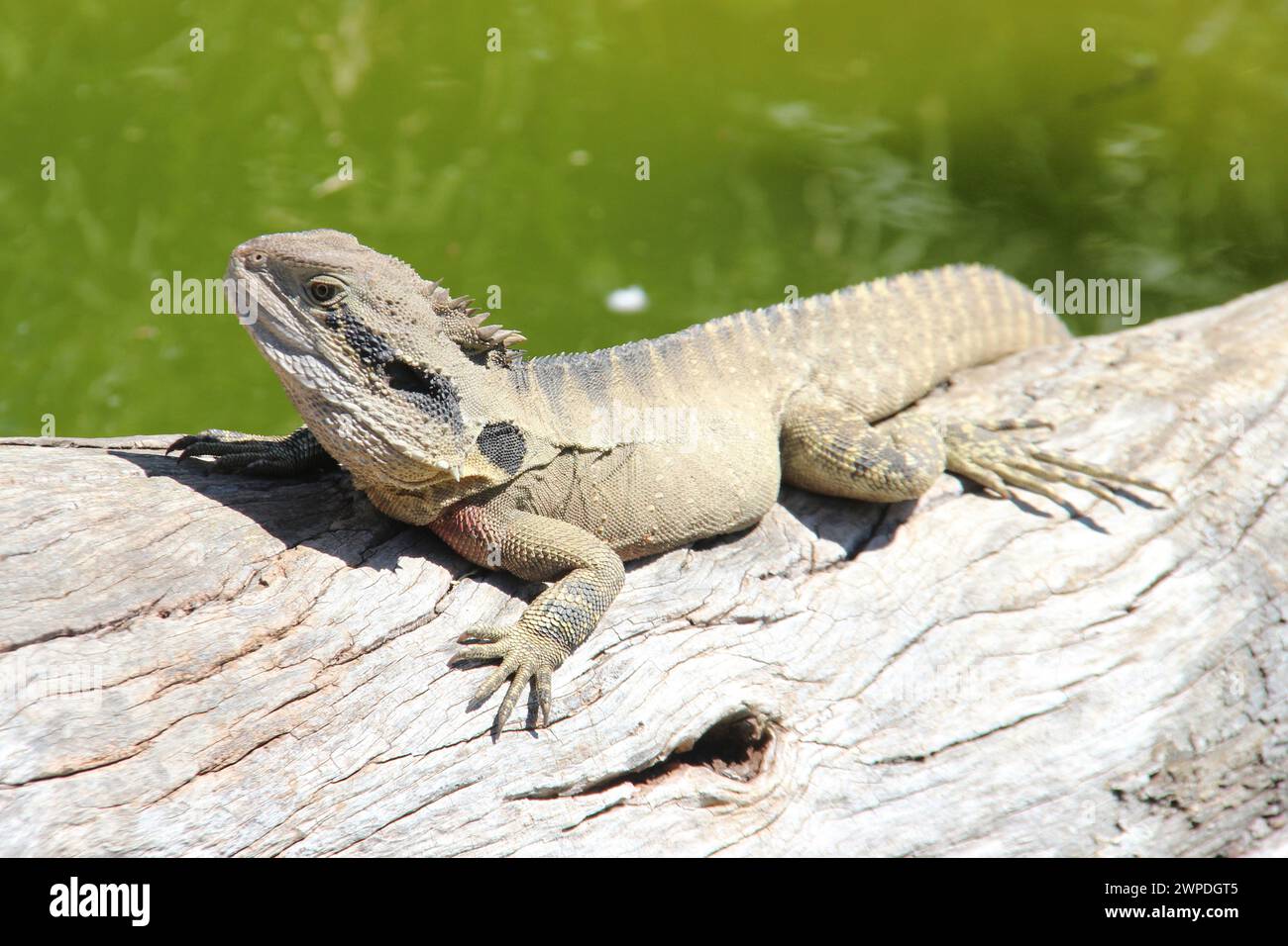 lizard in a zoo in kangaroo island in australia Stock Photo