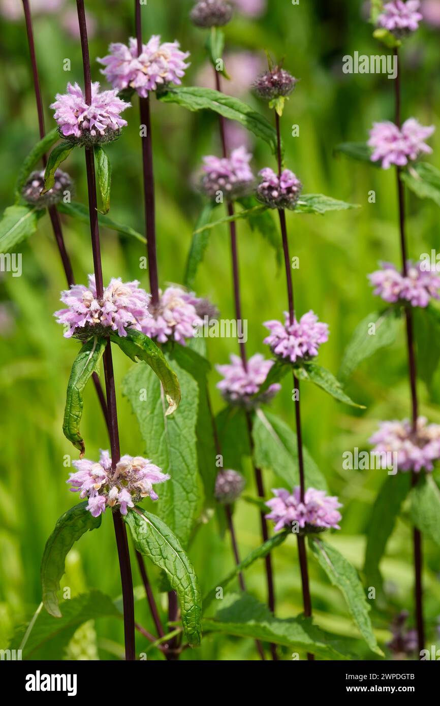 Phlomoides tuberosa Amazone, sage-leaf mullein Amazone, dark purple stems, whorls of hooded, lilac flowers Stock Photo