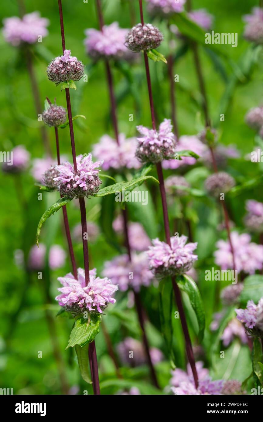 Phlomoides tuberosa Amazone, sage-leaf mullein Amazone, dark purple stems, whorls of hooded, lilac flowers Stock Photo