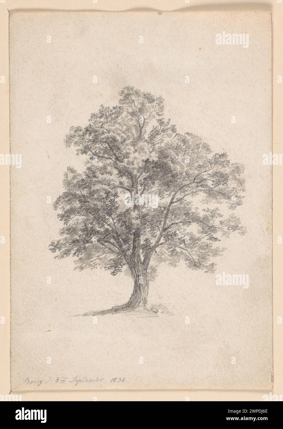 Tree; Koska, Ferdinand (1808-1862); 1838 (1801-00-00-1900-00-00); Stock Photo