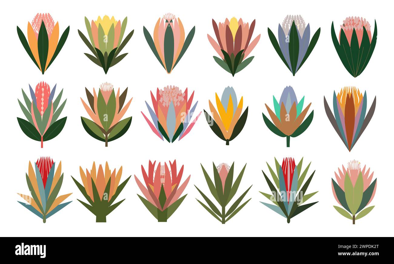 Set of different hand drawn protea flowers Stock Vector Image & Art - Alamy