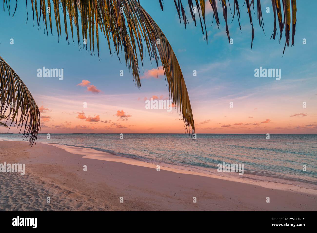 Artistic beautiful sunrise over the tropical beach, coconut tree leaves on beach. Amazing palms on paradise island sky clouds background. Sunset coast Stock Photo