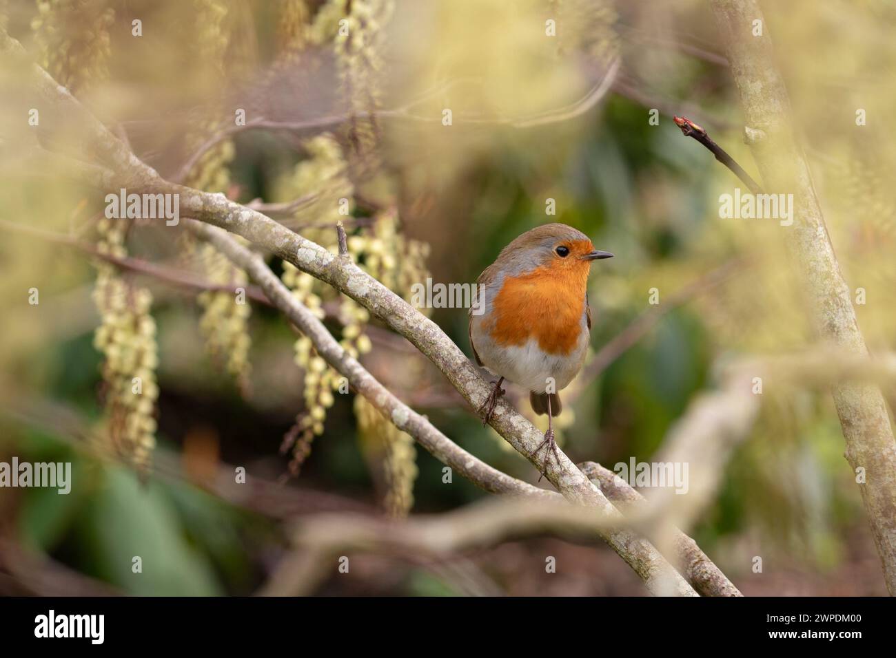 Close up of a Robin perched on Stachyurus Chinensis in the Spring Stock Photo