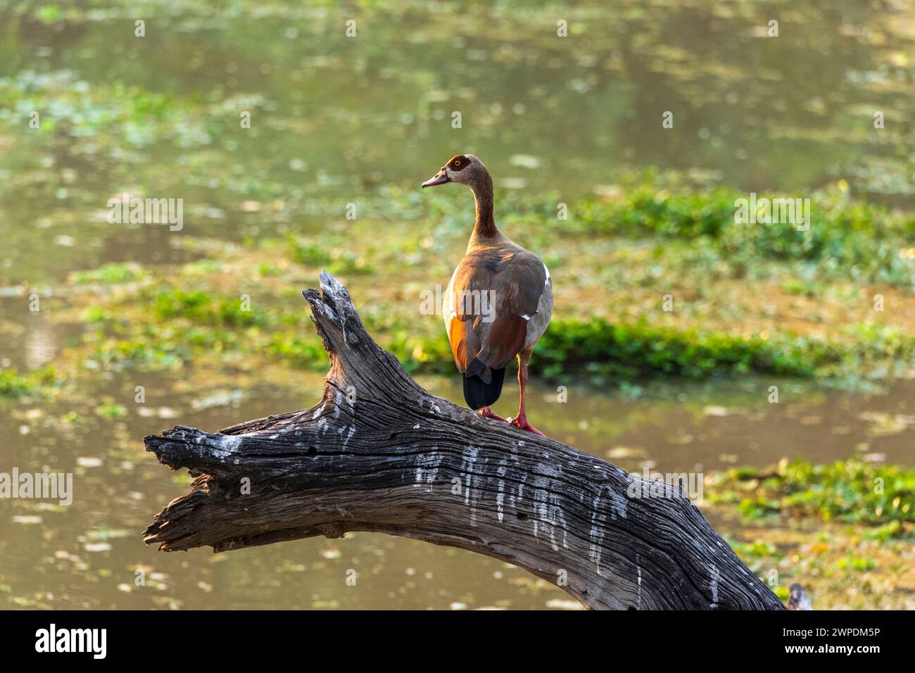 A male Egyptian goose (Alopochen aegyptiaca) standing on a log next to a pond in South Luangwa National Park in Zambia, Southern Africa Stock Photo