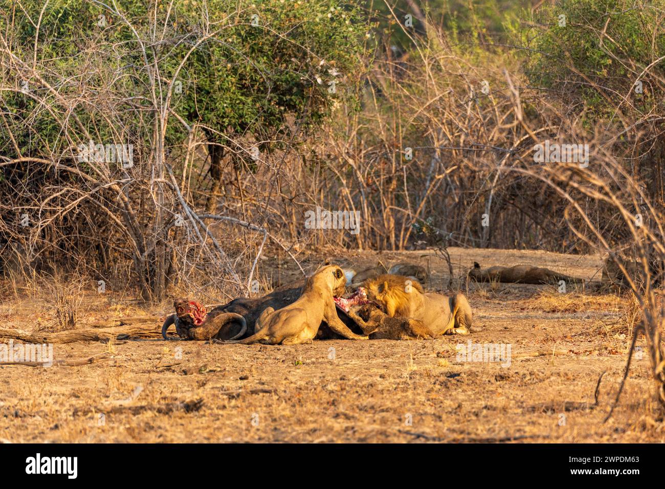 A pride of lions (Panthera leo) feasting on a dead Cape buffalo in South Luangwa National Park in Zambia, Southern Africa Stock Photo