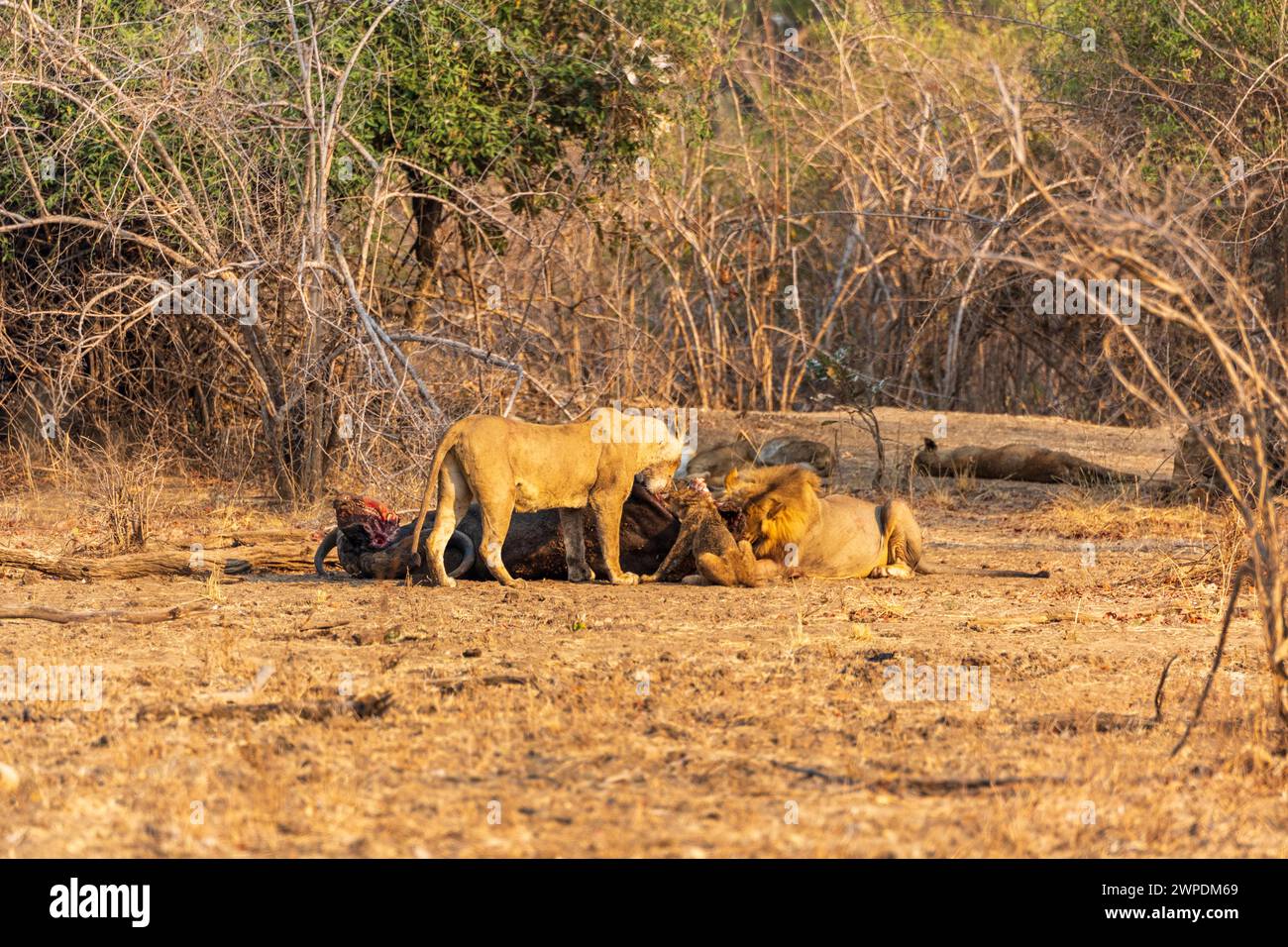 A pride of lions (Panthera leo) feasting on a dead Cape buffalo in South Luangwa National Park in Zambia, Southern Africa Stock Photo