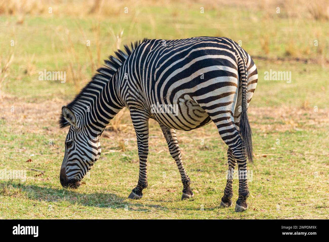 A heavily pregnant female Crawshay's zebras (Equus quagga crawshayi) grazing in South Luangwa National Park in Zambia, Southern Africa Stock Photo