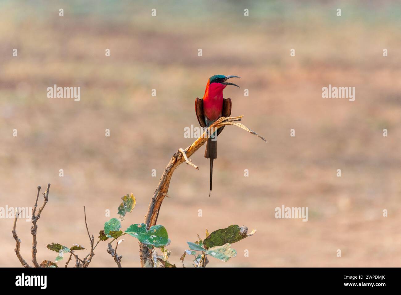 A southern carmine bee-eater (Merops nubicoides) perched on a dead branch in South Luangwa National Park in Zambia, Southern Africa Stock Photo