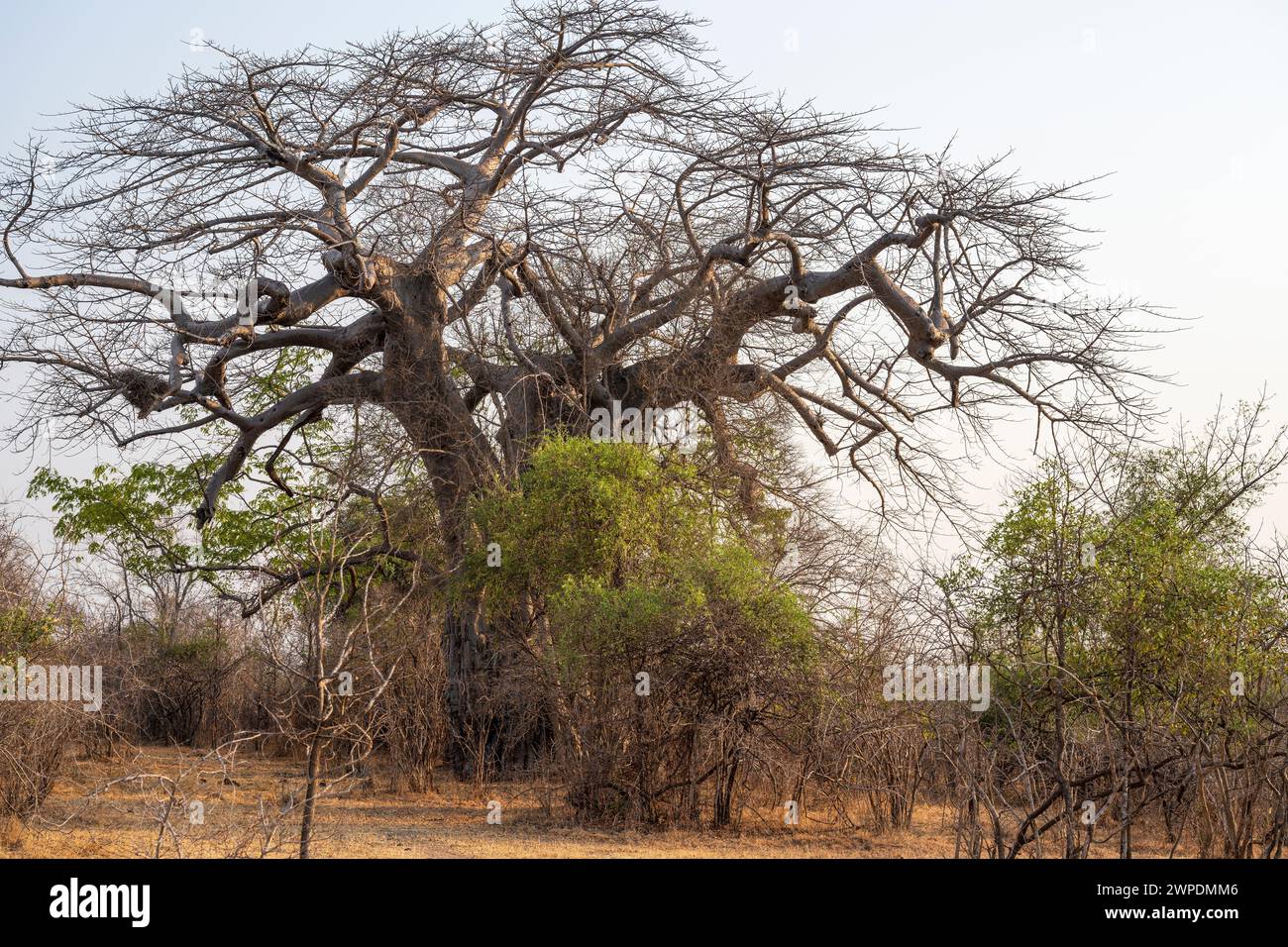 A baobab tree (Adansonia digitata) in South Luangwa National Park in Zambia, Southern Africa Stock Photo
