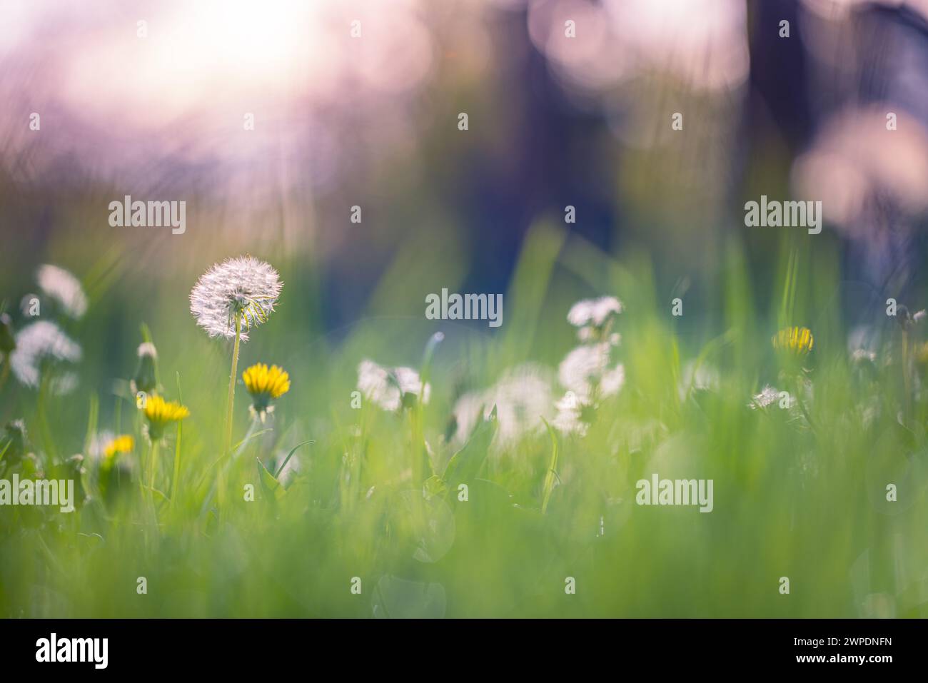 Dandelion hi-res stock photography and images - Alamy
