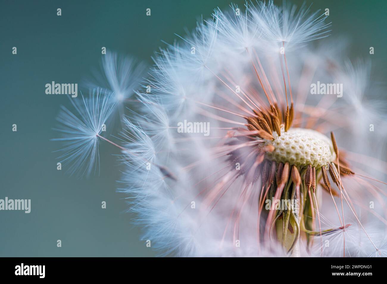 Closeup of dandelion with blurred background, artistic nature closeup. Spring summer meadow field banner. Beautiful relaxing macro photo, sunny spring Stock Photo
