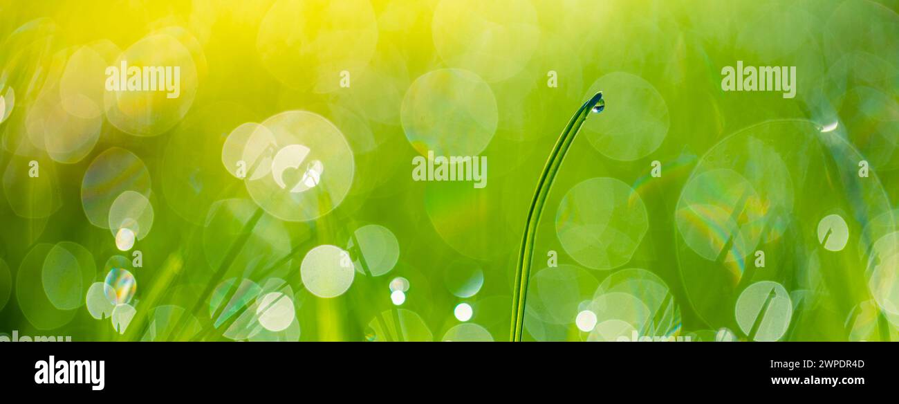 Fresh green grass banner with dew drops in morning sunlight. Beautiful ...