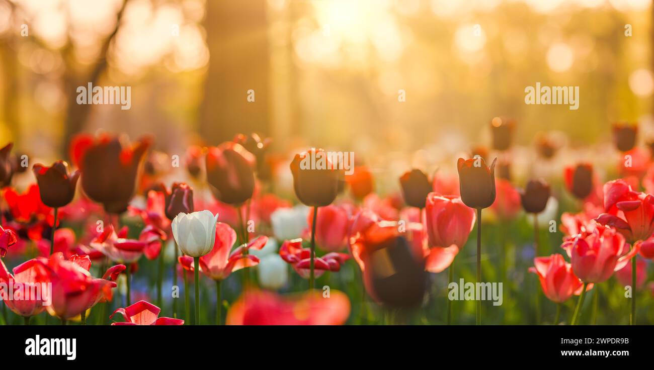 Love and romance with flowers hi-res stock photography and images - Alamy