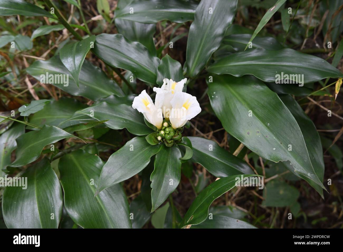 View of a white flower cluster of a Spiral Ginger plant (Costus Dubius) blooming in a wild area Stock Photo