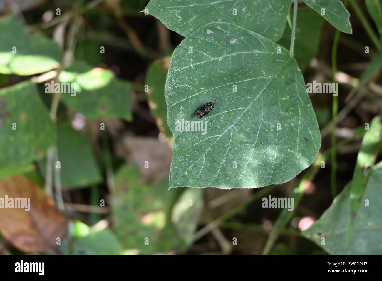 A golden metallic colored small black fly resting on the surface of a tropical kudzu leaf. This fly has similar appearance to the soldier fly species Stock Photo