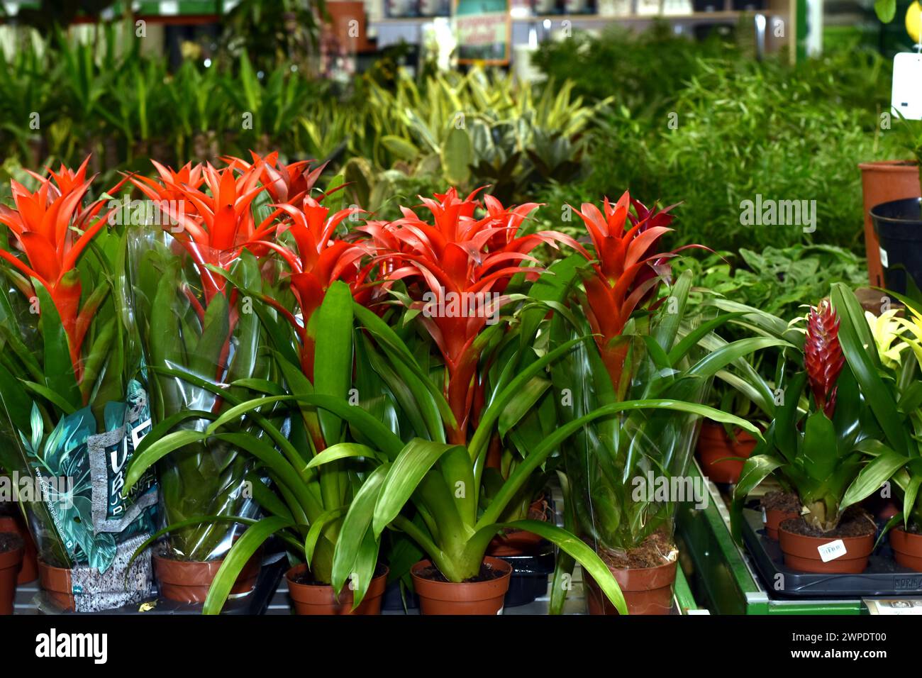 House flowers growing in pots called Guzmania. Stock Photo