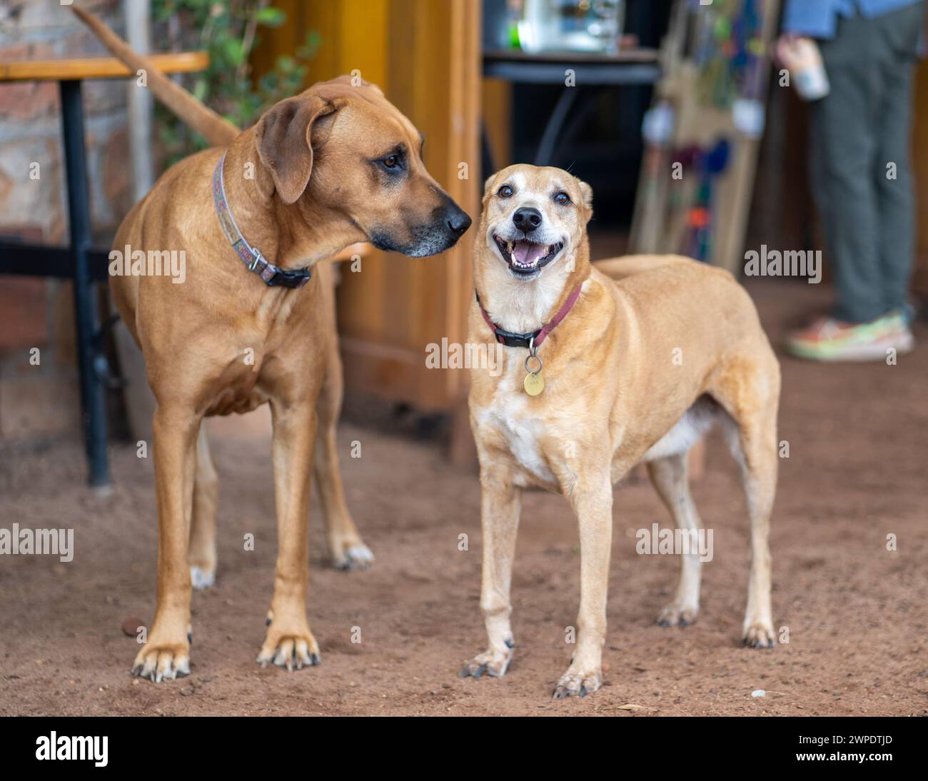 The two brown dogs standing side by side on the dusty ground Stock Photo