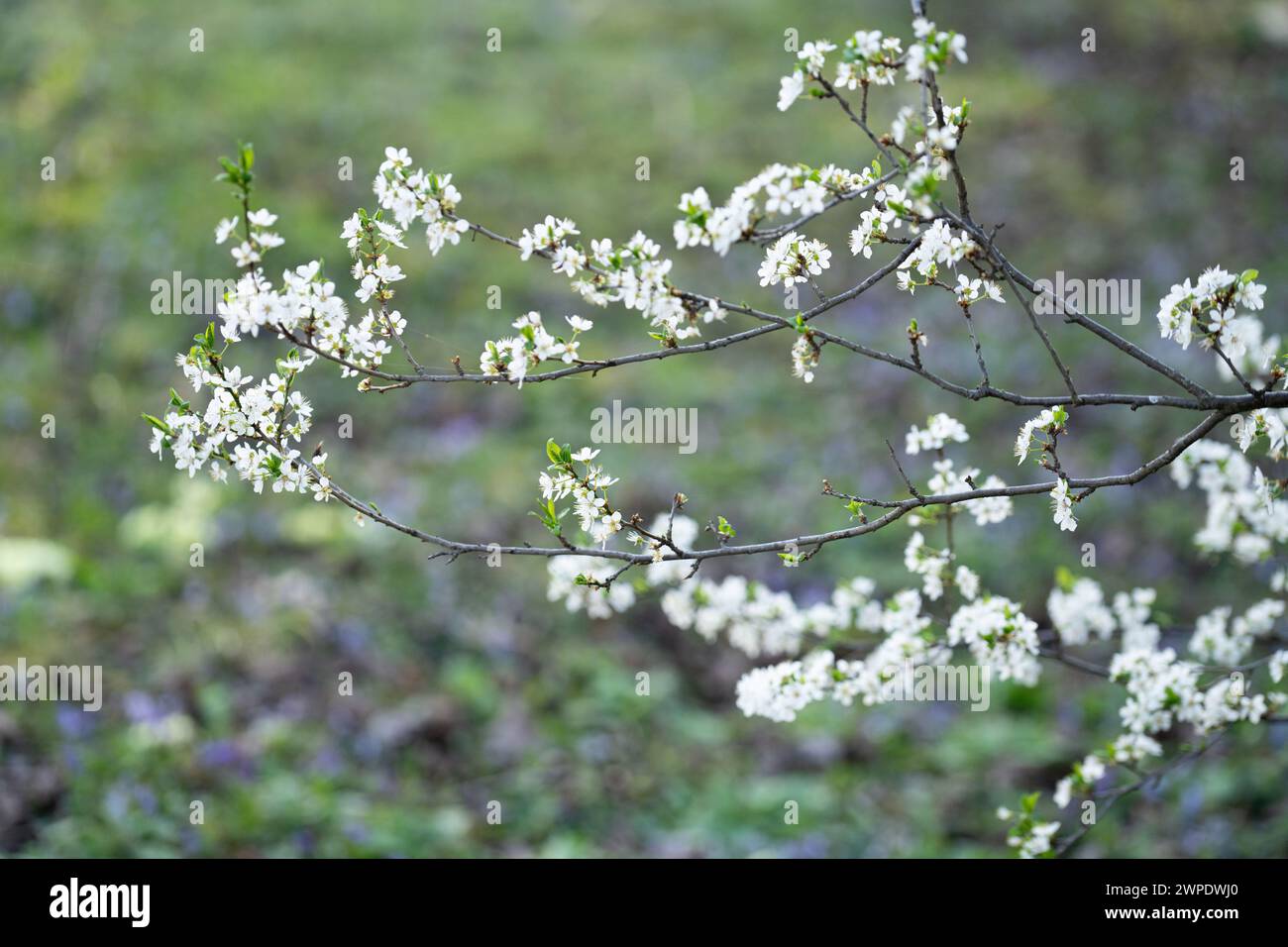 Background of blooming cherry branches in the sunlight. Stock Photo