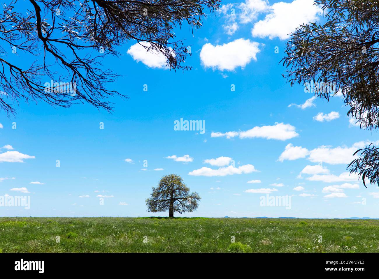Lone Queensland Bottle tree growing in a forest cleared field near Theodore Queensland Australia Stock Photo