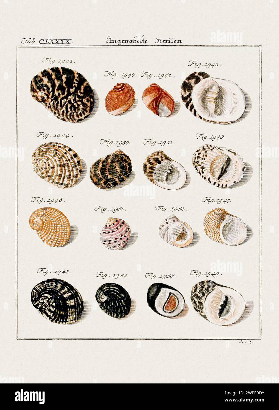Vintage seashell illustration. German zoological art from the 18th ...