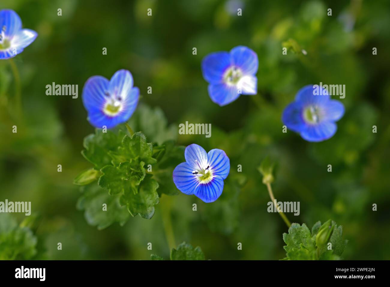 Tiny blue flowers veronica polita. Stock Photo