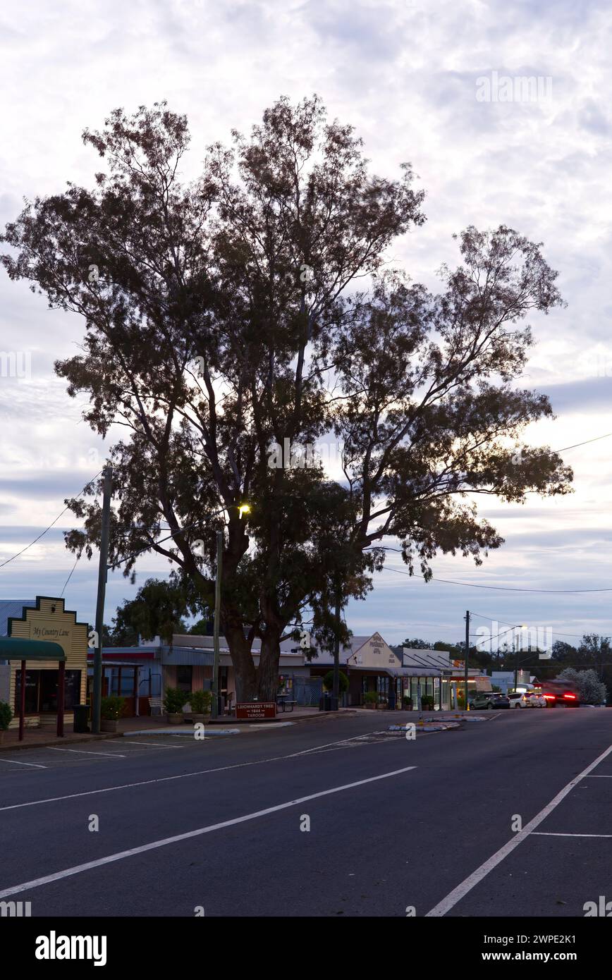 Over 300 years old this Coolibah Tree was marked by Australian Explorer