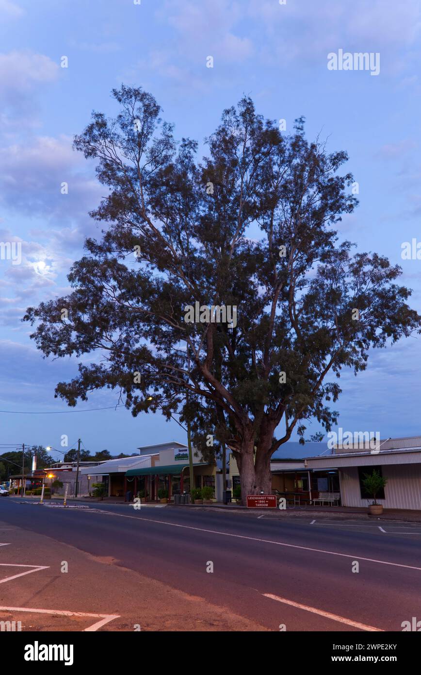 Over 300 years old this Coolibah Tree was marked by Australian Explorer Ludwig Leichhardt (1813-1848) Taroom Queensland Australia Stock Photo